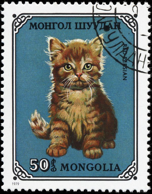 Red Persian (Felis silvestris catus)