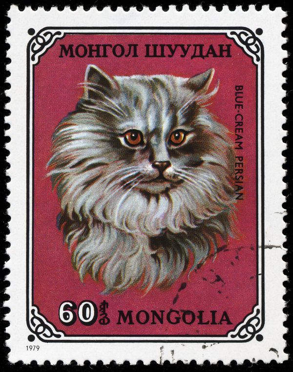 Cream Persian (Felis silvestris catus)