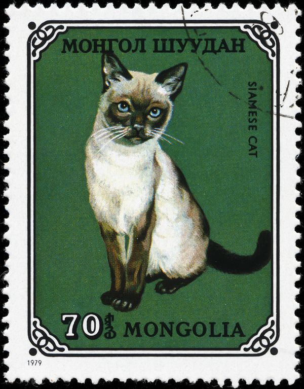 Siamese Cat (Felis silvestris catus)