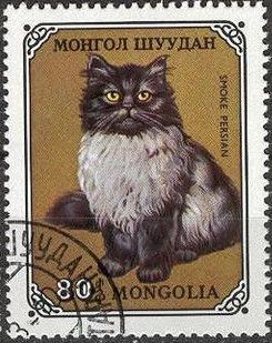 Smoky Persian (Felis silvestris catus)