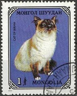 Burmese (Felis silvestris catus)