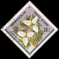Potaninia mongolica