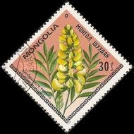 Sophora alopecuroides