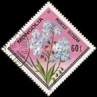 Myosotis asiatica