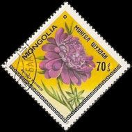 Scabiosa comosa