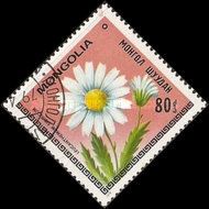 Leucanthenum sibiricum