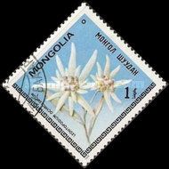 Leontopodium ochroleucum