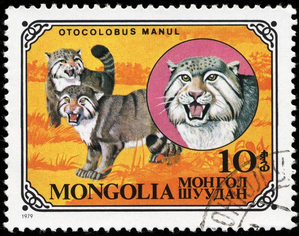 Pallas's Cat (Otocolobus manul)
