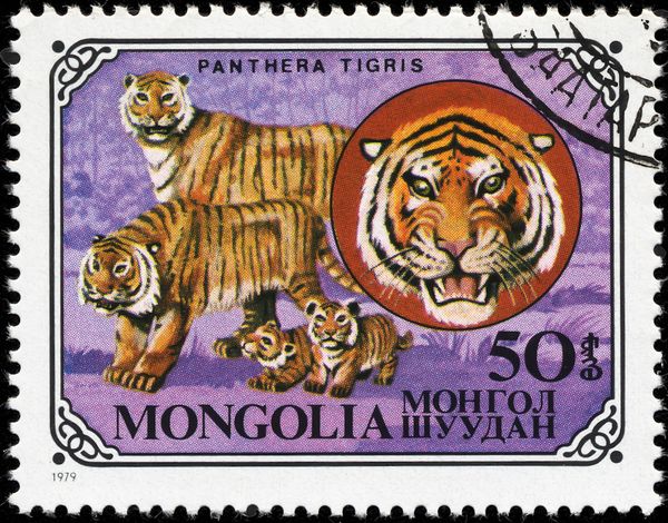 Tiger (Panthera tigris)