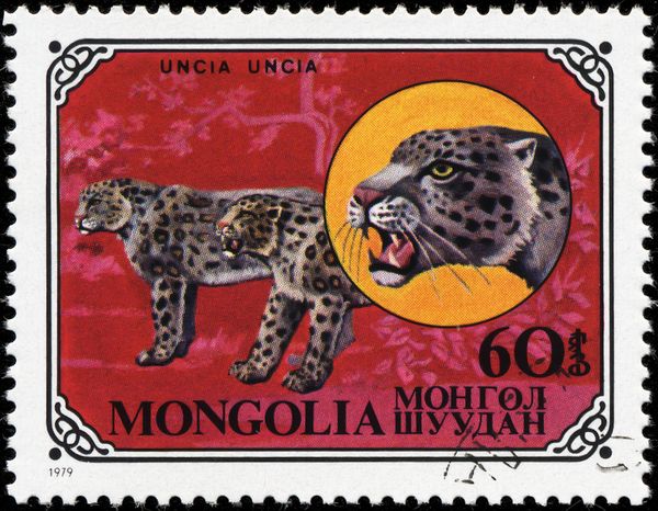 Snow Leopard (Panthera uncia)