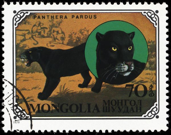 Leopard (Panthera pardus)