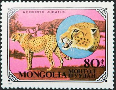 Cheetah (Acinonyx jubatus)