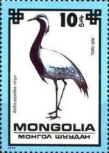 Demoiselle Crane (Grus virgo)
