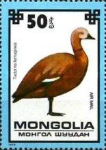 Ruddy Shelduck (Tadorna ferruginea)