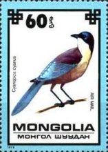 Azure-winged Magpie (Cyanopica cyanus) 