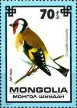 European Goldfinch (Carduelis carduelis)