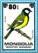 Great Tit (Parus major)