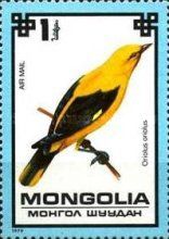 Golden Oriole (Oriolus oriolus)