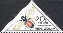 Mining Bee (Andrena scita)