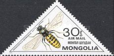 European Yellow Jacket Wasp (Paravespula germanica)