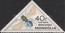 Pteromalid Wasp (Perilampus ruficornis)