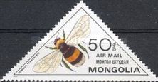 Buff-tailed Bumble Bee (Bombus terrestris)