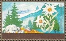 Himalayan Edelweiss (Leontopodium ochroleucum)