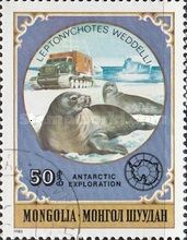 Weddell Seal (Leptonychotes weddellii)
