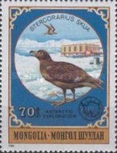 Great Skua (Stercorarius skua)