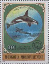 Killer Whale (Orcinus orca)