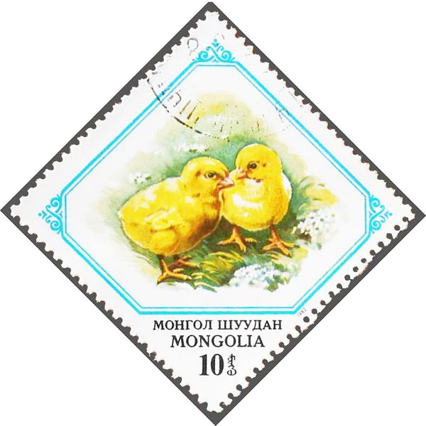 Chicks (Gallus gallus domesticus)