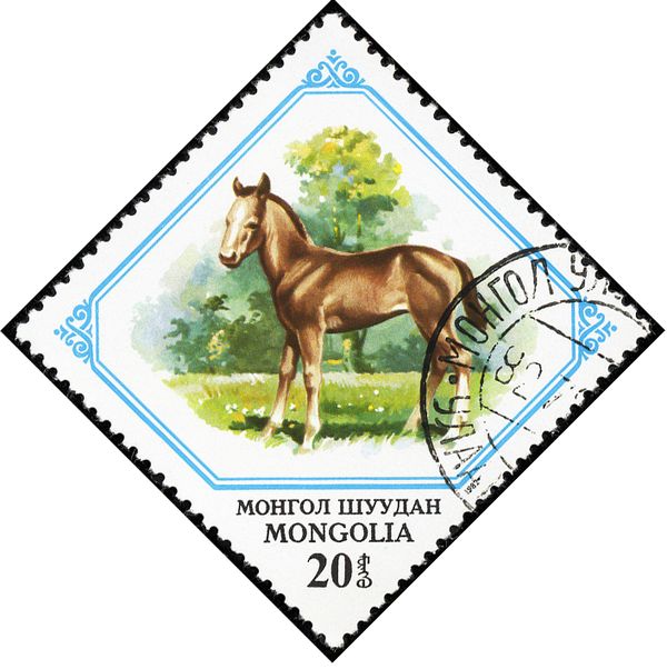 Colt (Equus ferus caballus)