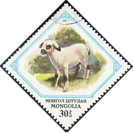 Lamb (Ovis ammon aries)