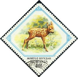 Eastern Roe Deer (Capreolus pygargus)