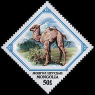 Camel Calf (Camelus bactrianus)