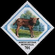 Calf (Bos primigenius taurus)