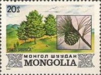 Pinus sibirica