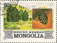 Pinus silvestris