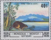 Eurasian Beaver (Castor fiber) in Char Us Lake