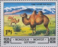 Bactrian Camel (Camelus bactrianus) in Gobi Desert