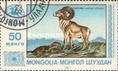 Argali (Ovis ammon)