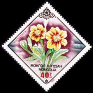 Tagetes faula