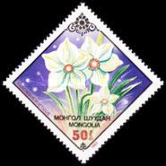 Narcissus
