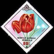 Tulip