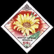 Heliopsis helianthoides