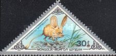 Long-eared Jerboa  (Euchoreutes naso)
