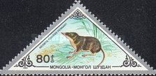 Eurasian Water Shrew (Neomys fodiens)