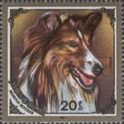 Collie (Canis lupus familiaris)