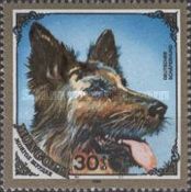 German Shepherd (Canis lupus familiaris)
