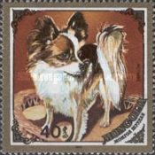 Papillon (Canis lupus familiaris)